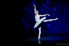 White Swan