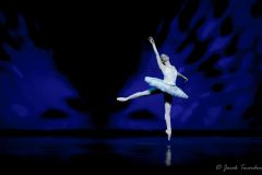 White Swan